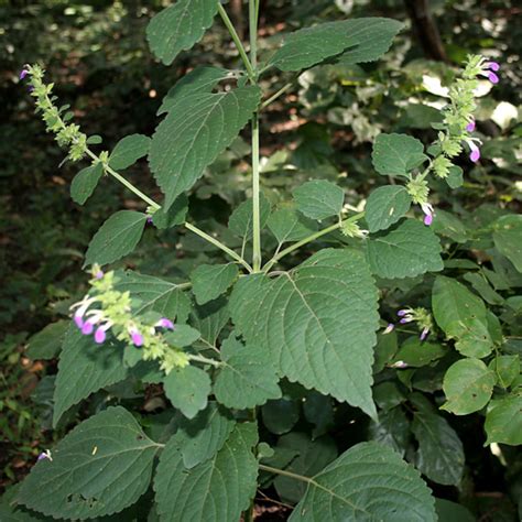 榕樹招陰|鬼月「避邪植物」推薦這5種！「抹草」沐浴可趨吉避凶，「榕樹。